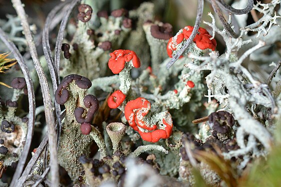 Pixie Cup Lichen (Cladonia sp.)