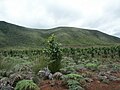 Plantation de chênes gomme.