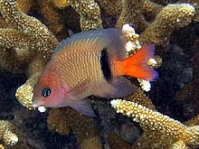 Plectroglyphidodon dickii Landaagiraavaru.JPG