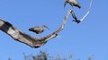 File: Plumbeous ibis (Theristicus caerulescens) calling.webm