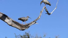 Archivo:Plumbeous ibis (Theristicus caerulescens) calling.webm