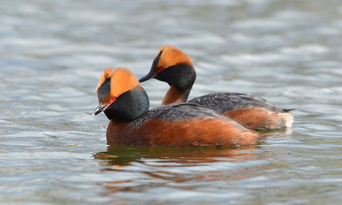 File:Podiceps auritus (13909540857).jpg