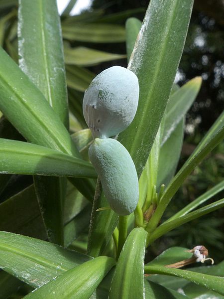 File:Podocarpus nerifolius M1.jpg