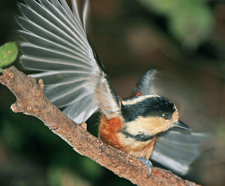 File:Poecile varius on tree 3.jpg