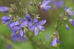 Polemonium viscosum