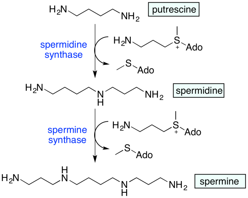 Biosynthesis of spermidine and spermine from putrescine. Ado = 5'-adenosyl.