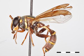 <i>Polybiomyia</i> Genus of flies