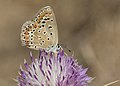 Polyommatus icarus - Common blue, Sivas 2018-08-16 01.jpg