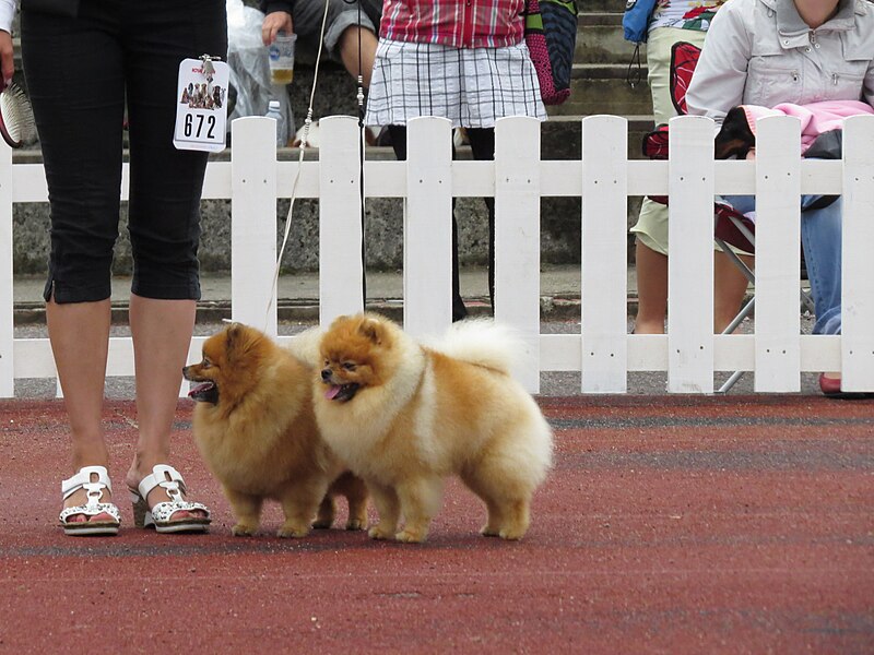 File:Pomeranian Pair 2 (full).JPG