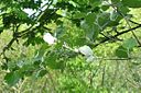 Populus alba branch