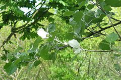 Baltoji tuopa (Populus alba)