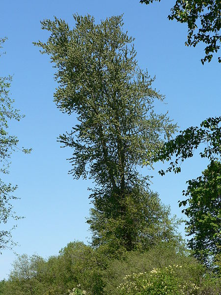 Populus trichocarpa