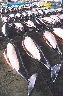 Dall's porpoises at market in Japan Porpoise market.jpg