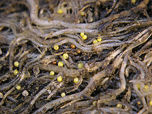 Záběr na kořenový systém napadené rostliny, na němž jsou patrné drobné žluté cysty vytvořené háďátky