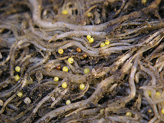 <span class="mw-page-title-main">Potato cyst nematode</span> Genus of roundworms that live on potato roots