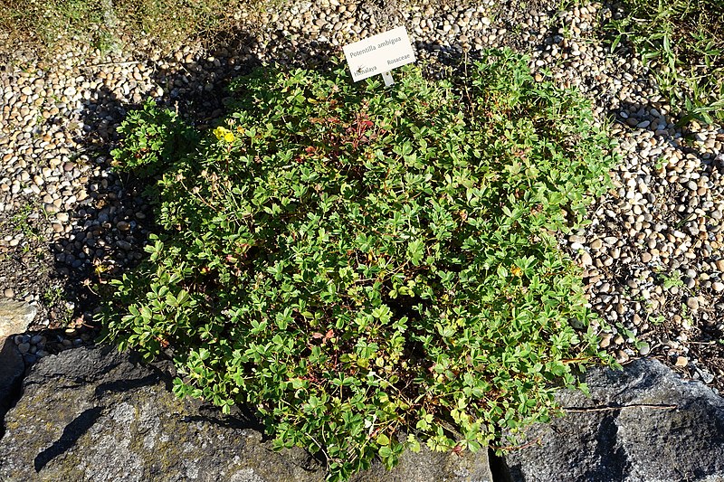 File:Potentilla ambigua - Bergianska trädgården - Stockholm, Sweden - DSC00538.JPG