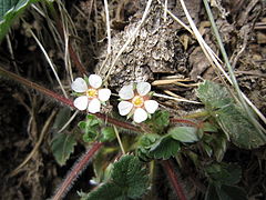 Potentilla micrantha (5650812593).jpg