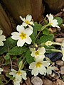 Primula vulgaris Primavera