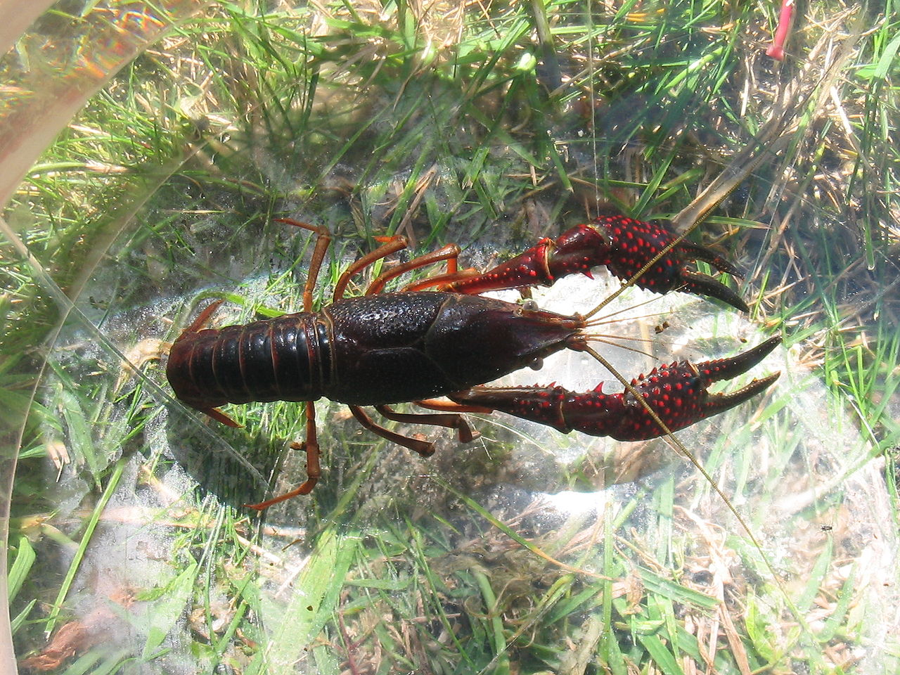 Procambarus clarkii top.jpg