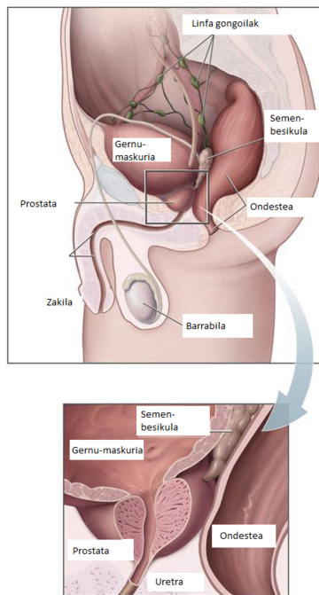 Prostata