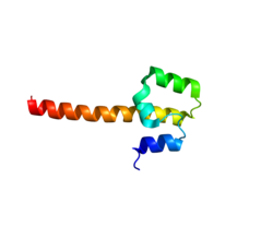 Белок NFE2 PDB 1LVX.png