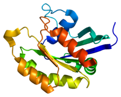 Протеин RAB14 PDB 1z0f.png