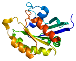 Белок RAB14 PDB 1z0f.png