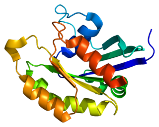 RAB14 Protein-coding gene in the species Homo sapiens