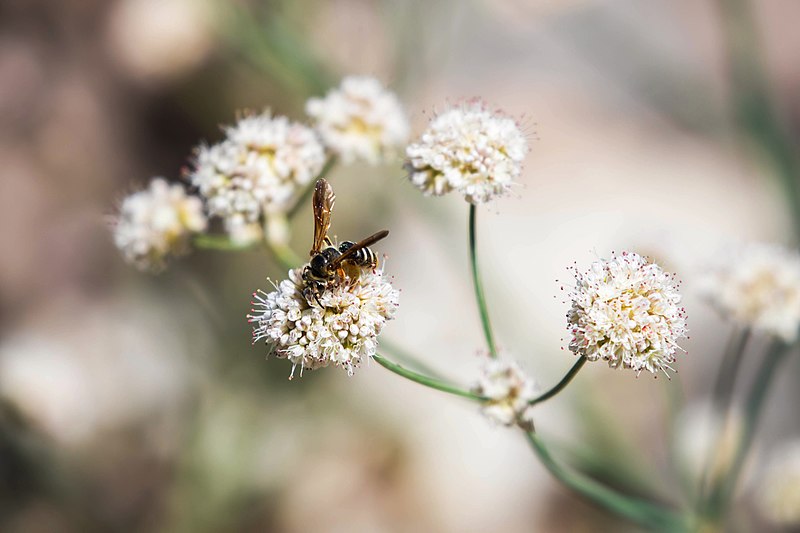 File:Prunus miner - 51373323799.jpg