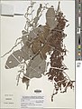 Pseudarthria hookeri-NMNH-13471650.jpg