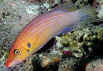 Thumbnail for Eight-lined wrasse