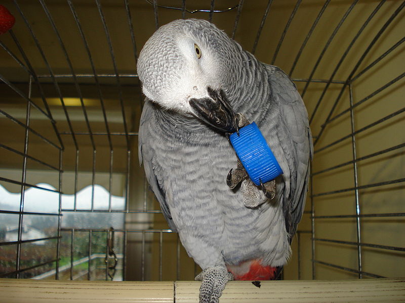 File:Psittacus erithacus erithacus -pet in cage with toy-8b.jpg