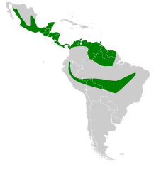 Pteronotus parnellii map.svg