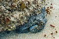 Pulpo (Octopus vulgaris), isla de Mouro, Santander, España, 2019-08-14, DD 34.jpg