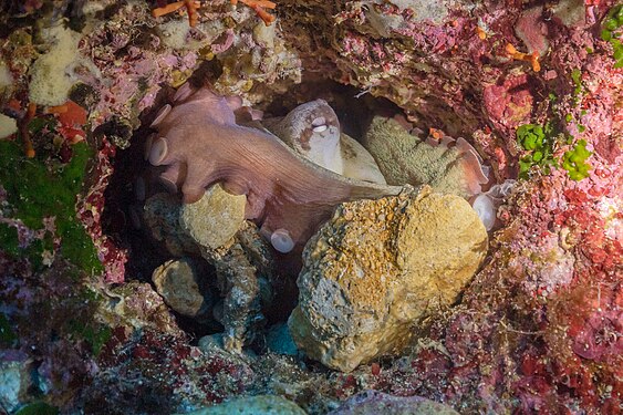 File:Pulpo común​ (Octopus vulgaris) at Cathedral Cave in Gozo. Photograph: Diego Delso