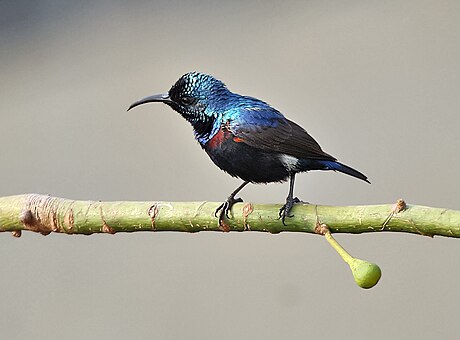 Purple sunbird