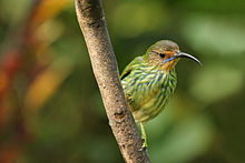 Лилава пълзяща мед (Cyanerpes caeruleus longirostris) женска.jpg