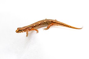 Beschrijving van Pygmee salamander Desmognathus wrighti.jpg afbeelding.