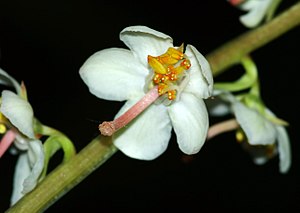 Pyrola rotundifolia