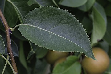 Листки Pyrus pyrifolia