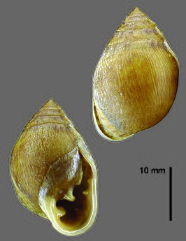 Pythia savaiensis