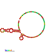 isrI Hfq binding RNA: Predicted secondary structure taken from the Rfam database. Family RF01392.