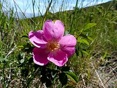 ROSA RUBIGINOSA - MONTSEC - IB-079 (Englantina roja).jpg