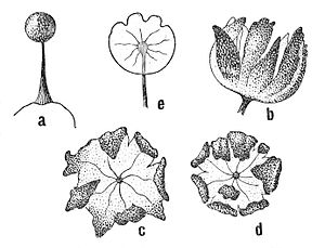 a) fruiting bodies, b) - e) views of the open peridium