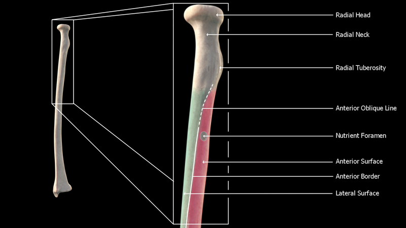 File:Radius Anteiror Proximal.png