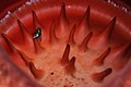 Rafflesia Arnoldii.jpg