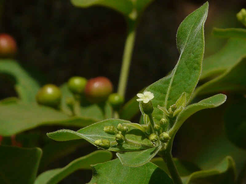 File:Rauvolfia tetraphylla (2465107852).jpg