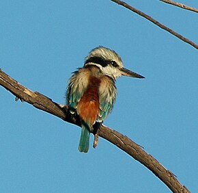 Punaselkäisen Kingfisher Bowra -kuvan kuvaus.