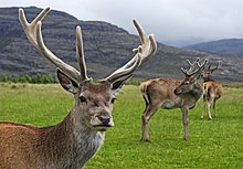 Red deer stag with velvet antlers in Glen Torridon RedDeerStag.jpg