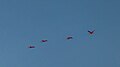 Red ibises (30418323484).jpg